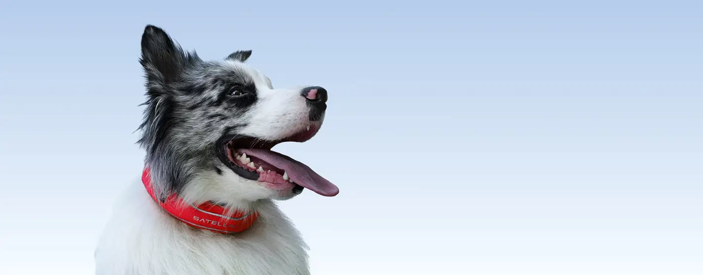 Satellai Petsense AI Collar in pink color